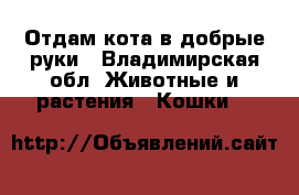 Отдам кота в добрые руки - Владимирская обл. Животные и растения » Кошки   